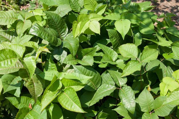 Poison Ivy