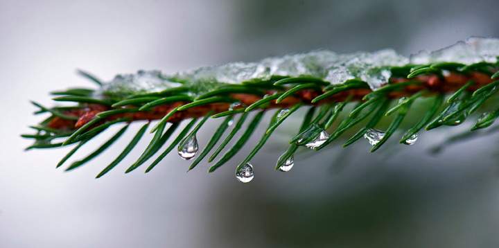 The branch of a coniferous evergreen, like hemlock or spruce (pictured here), can be used as natural toilet paper, as long as you go WITH the grain. Otherwise, ouch.
