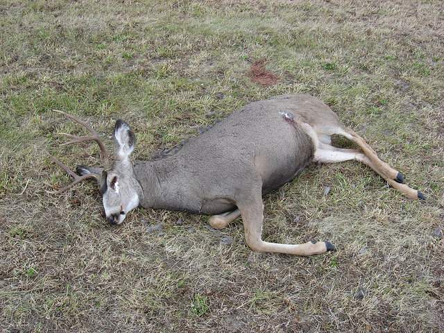 poaching in Alberta