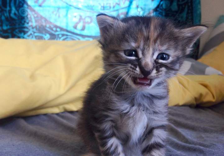 Purrmanently Sad Cat looks adorably sad all the time.