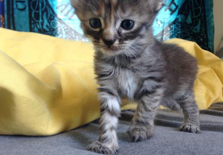Sorry Grumpy Cat. There’s a new kitty in town.