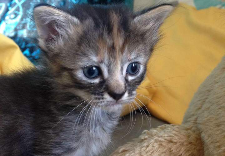 With a face like this, Purrmanently Sad Cat can get away with murder. We think.