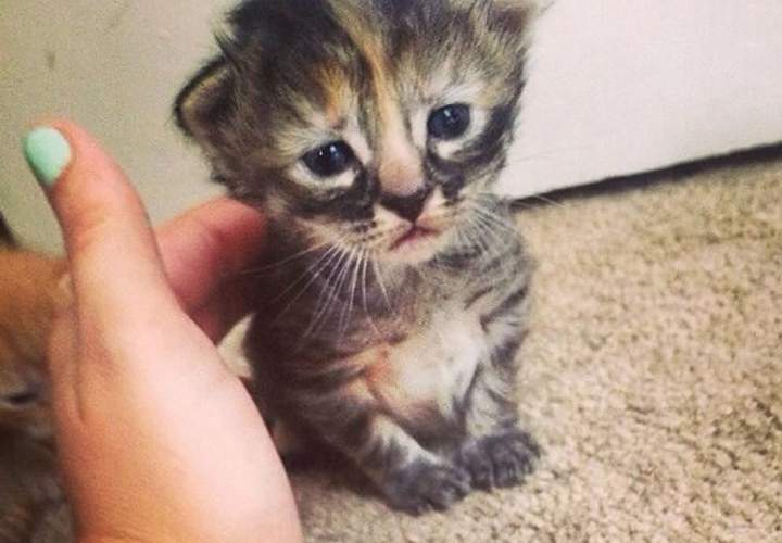 Paw aside Grumpy Cat, there's a new kitty in town. Be prepared for the internet to grind to a halt, we present to you - Purrmanently Sad Cat. 