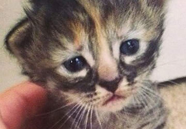 Meet Purrmanently Sad Cat, the kitten that will win and break your heart .