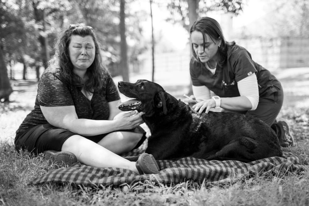 Photos of a family dog's last day