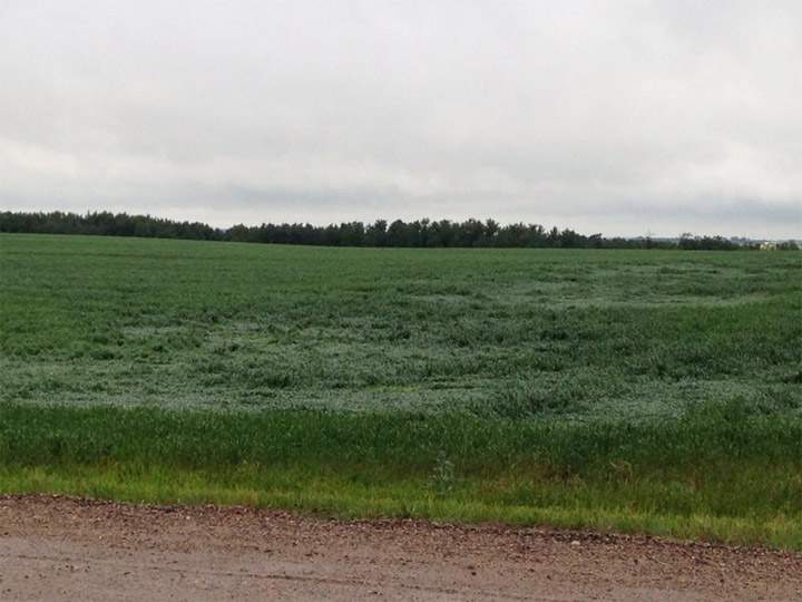 Swath of flattened crop