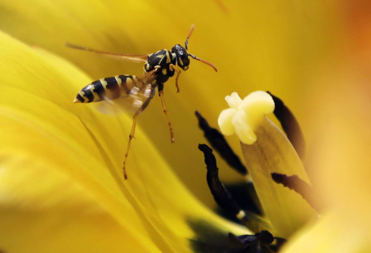 A wasp hovers over a tulip on a warm spring day .