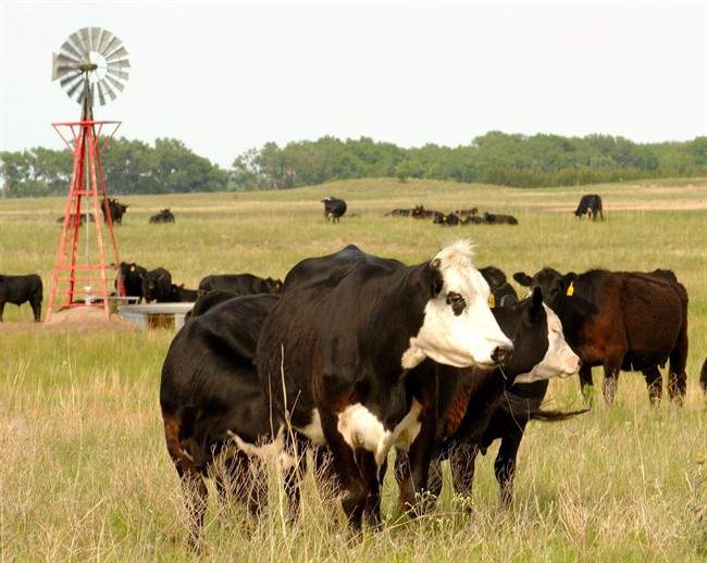 A new study suggests that beef is not very environmentally friendly.