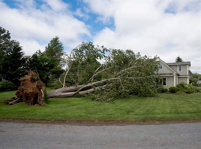 A large uprooted tree rests against a house in Oakland, N.S. on July 5, 2014.