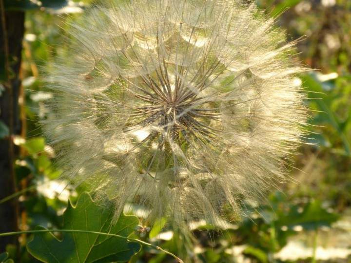 Aug. 14: This Your Saskatchewan photo was taken by Diane Kacher of a dandelion seed head near Aberdeen.