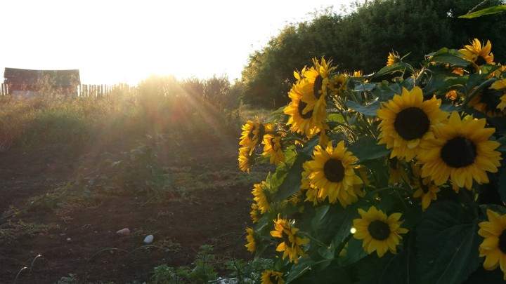 Aug. 28: This Your Saskatchewan photo was taken by Linda Asztalos near Bradwell.