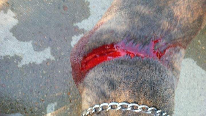 dog attack