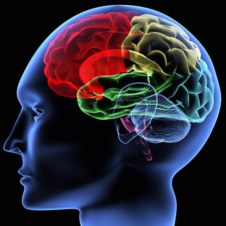 We only use 10 per cent of our brains? Not true. The whole thing is pretty important.