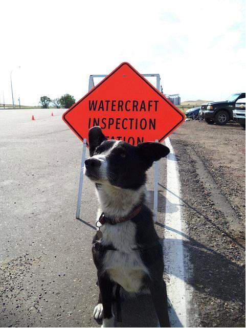 Specialized detection dogs are following their noses and protecting Alberta from invasive zebra and quagga mussels.