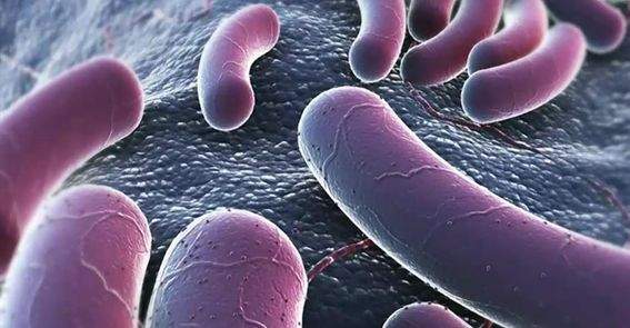 Microscopic image of E.coli bacteria. 