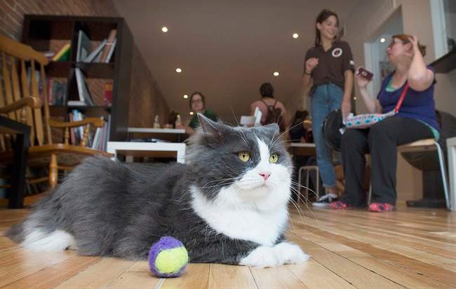 A cat relaxes at North American's first cat cafein Montreal in 2014.