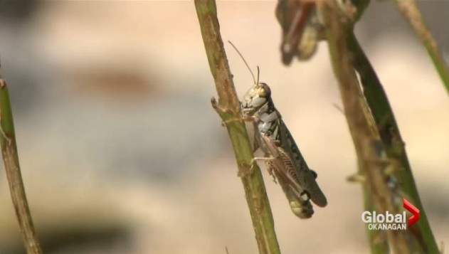 Between the grasshoppers and the heat, crop specialist Matthew Struthers said it wouldn't be a surprise if many Saskatchewan crops came in below yield average in the fall. .