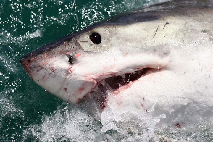 Thanks to movies like “Jaws,” many people believe that sharks attack people often, but that’s not the case.