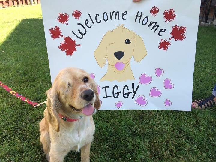 Iggy is finally back in Montreal after being adopted from Mexico and his new family want to encourage others to adopt too.