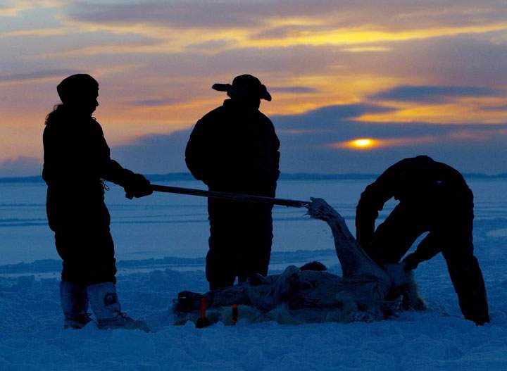Inuit hunters skin a polar bear on the ice as the sun sets during the traditional hunt on Frobisher Bay.