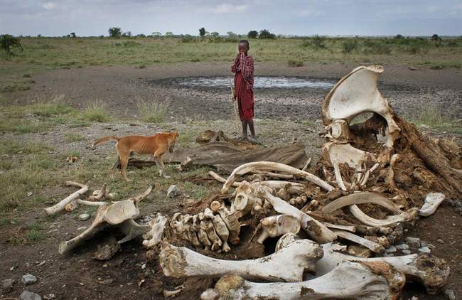 A Maasai boy and his dog stand near the skeleton of an elephant killed by poachers outside of Arusha, Tanzania. 