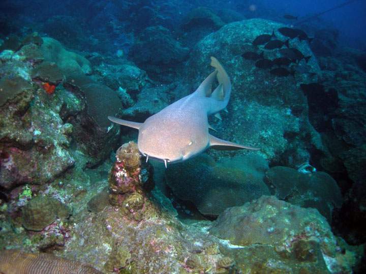 The nurse shark is a common inshore bottom-dwelling shark, found in tropical and subtropical waters. This shark can remain motionless while resting on the sea floor.