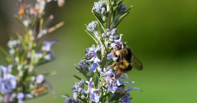 The use of neonicotinoid pesticides is a threat to bees and insects as well as humans .