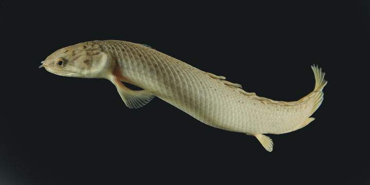 The Polypterus senegalus as it swims.