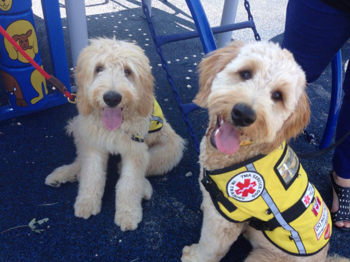 Feeding your dog these foods? Stop, or you’ll harm Fido’s health: FDA advisory - image