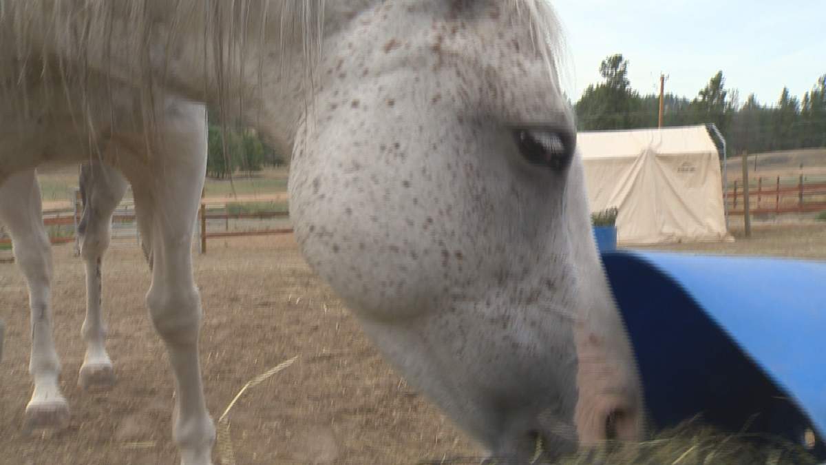 Local horse rescue society needs new home - image