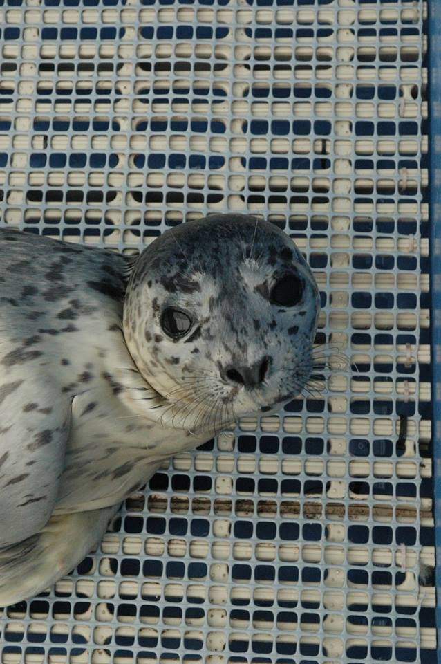 Praseodymium was found near Mosquito Creek Marina in North Vancouver on August 6.