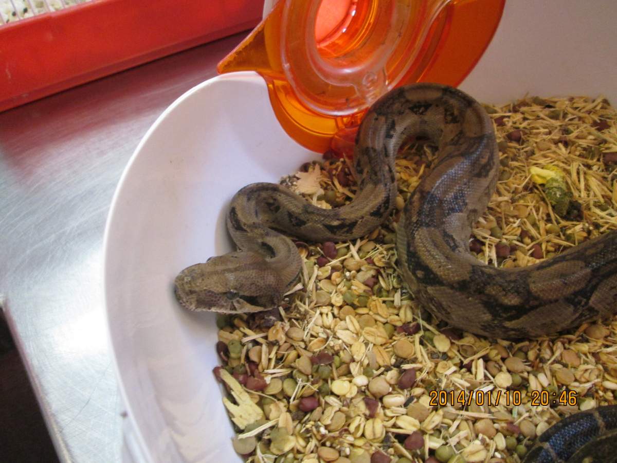 18-year-old Austin Wiltzen was fined $700 and prohibited from owning animals for 10 years after nine exotic animals in his care were found to be in distress. He operated an animal rescue group called Calgary Critter Care.