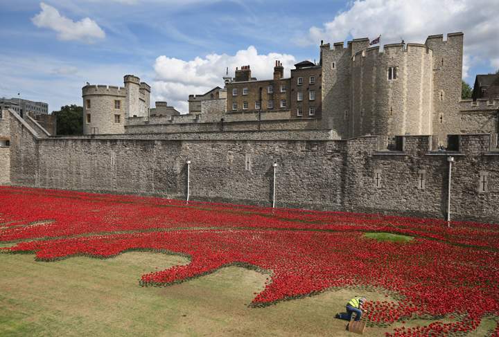 Volunteers continue to assemble an installation entitled 'Blood Swept Lands and Seas of Red' by artist Paul Cummins, made up of 888,246 ceramic poppies, is seen in the moat of the Tower of London to commemorate the First World War on August 3, 2014 in London, England. 