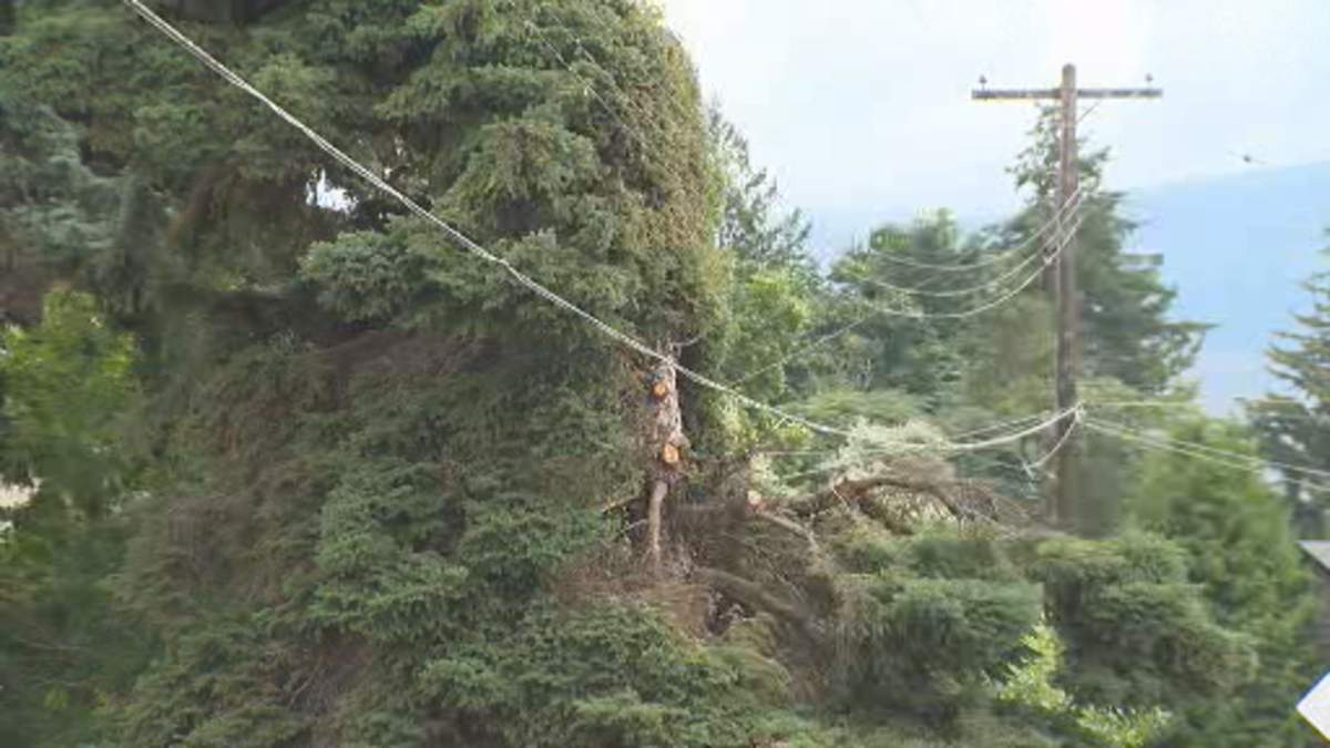 The city of Kelowna says some of the tree work appears to be excessive.