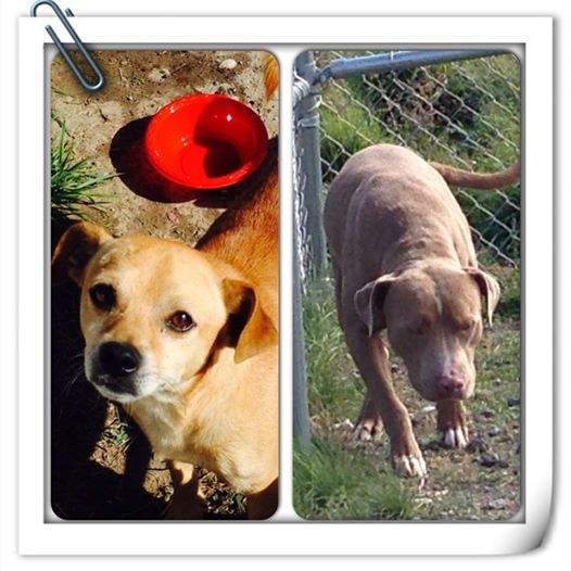 Jerry and Donavon, two rescue dogs missing after Saturday’s crash near Olds.