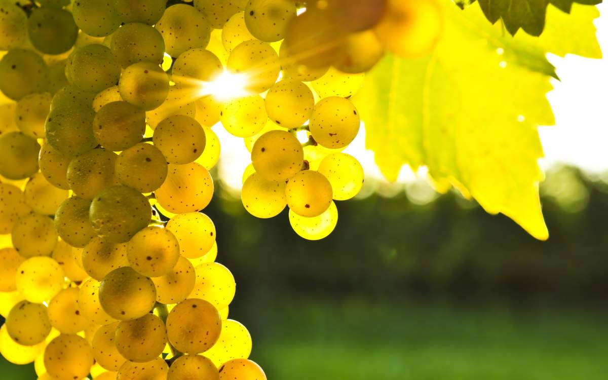 Okanagan grape growers expect bumper crops - image