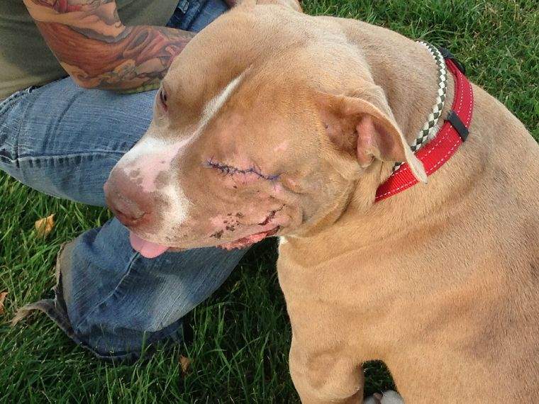Angus the pitbull is all stitched up and healing well. Veterinarians believe he was hit by a car.