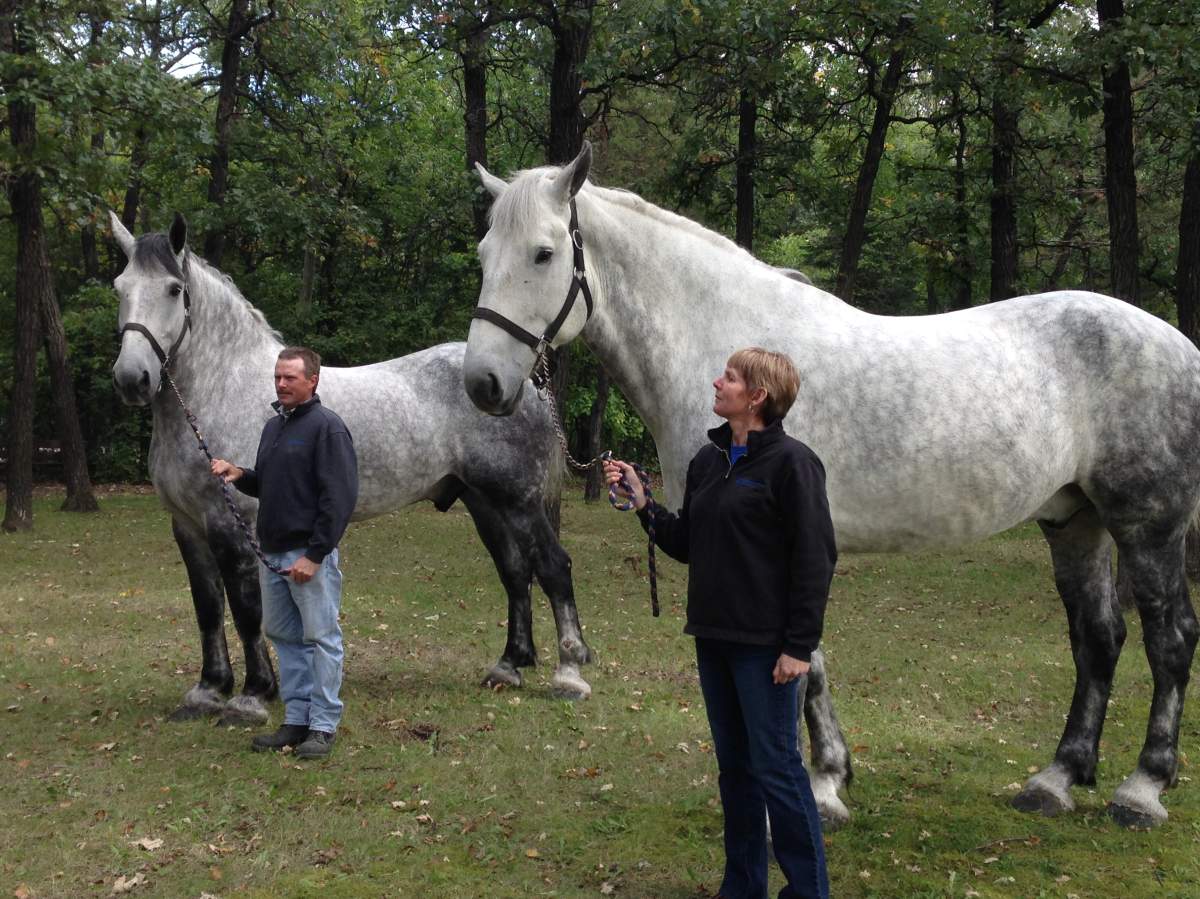 Heavy horses are coming to Assiniboine Park Zoo for a new exhibit scheduled to open in summer 2015.