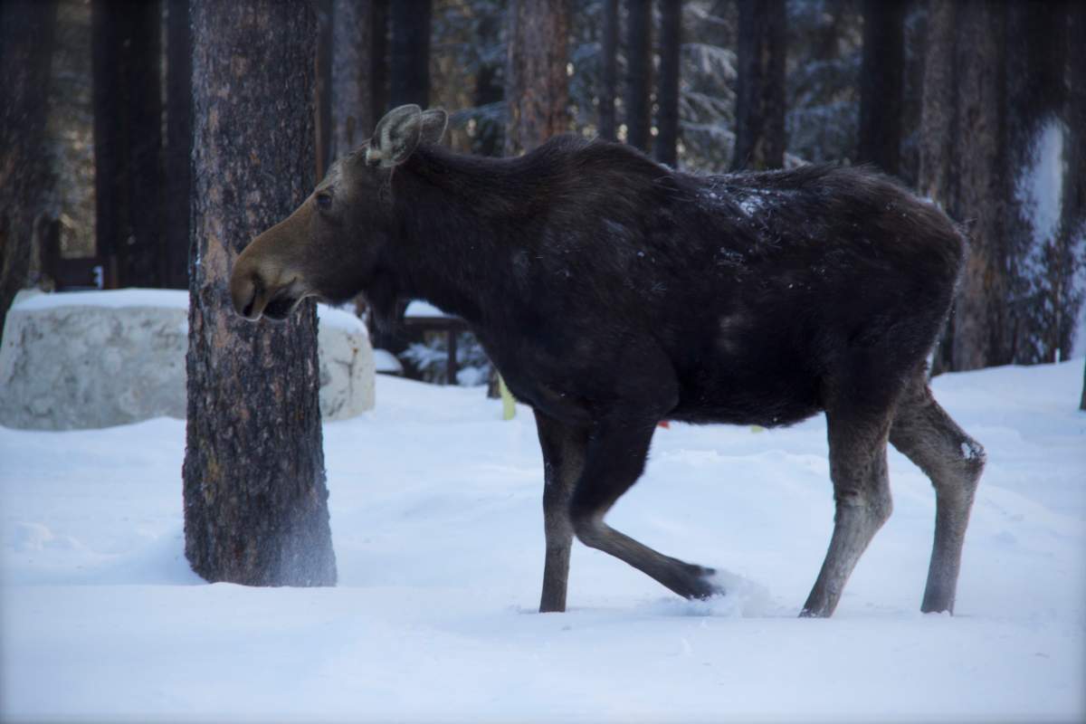 Saskatchewan Conservation says hunters who left a pregnant moose dead in a field northeast of Saskatoon could face charges.