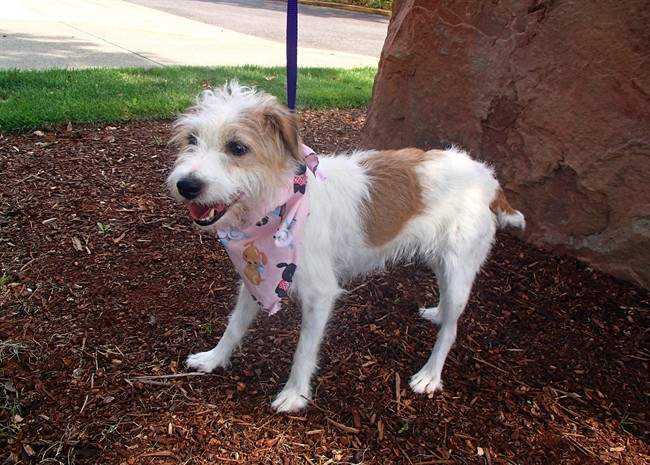 The 7-year-old dog who went missing from her Pennsylvania home outside of Philadelphia on April 22 has turned up at an animal shelter nearly 3,000 miles away. 