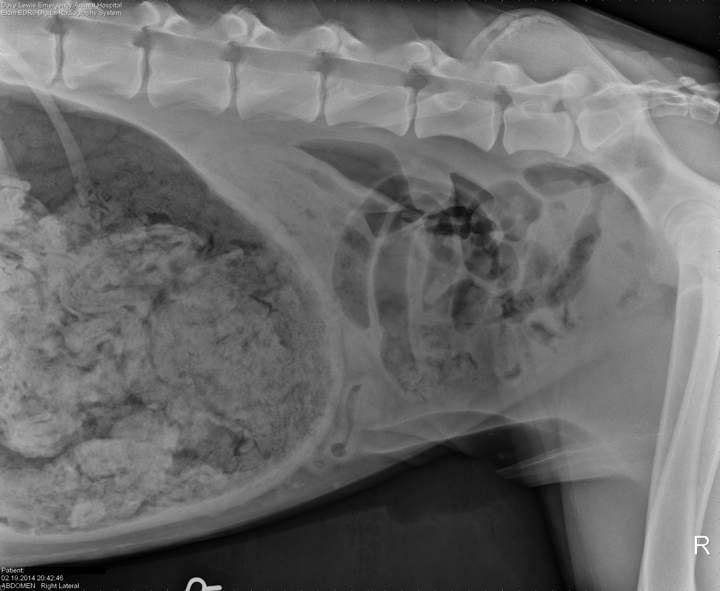 This Feb. 2014 photo provided by DoveLewis Emergency Animal Hospital, shows an X-ray of a dog that consumed a number of socks in Portland, Ore. (AP Photo/DoveLewis Emergency Animal Hospital)