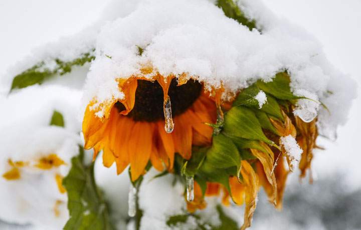 An icicle formed on a sunflower as snow continued to fall in Cremona, Alberta, Tuesday, Sept. 9, 2014.