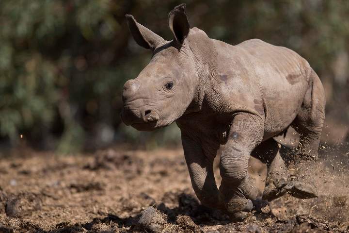 A newly born female White Rhino runs in Ramat Gan Safari Park near Tel Aviv, Israel, Wednesday, Sept. 3, 2014.