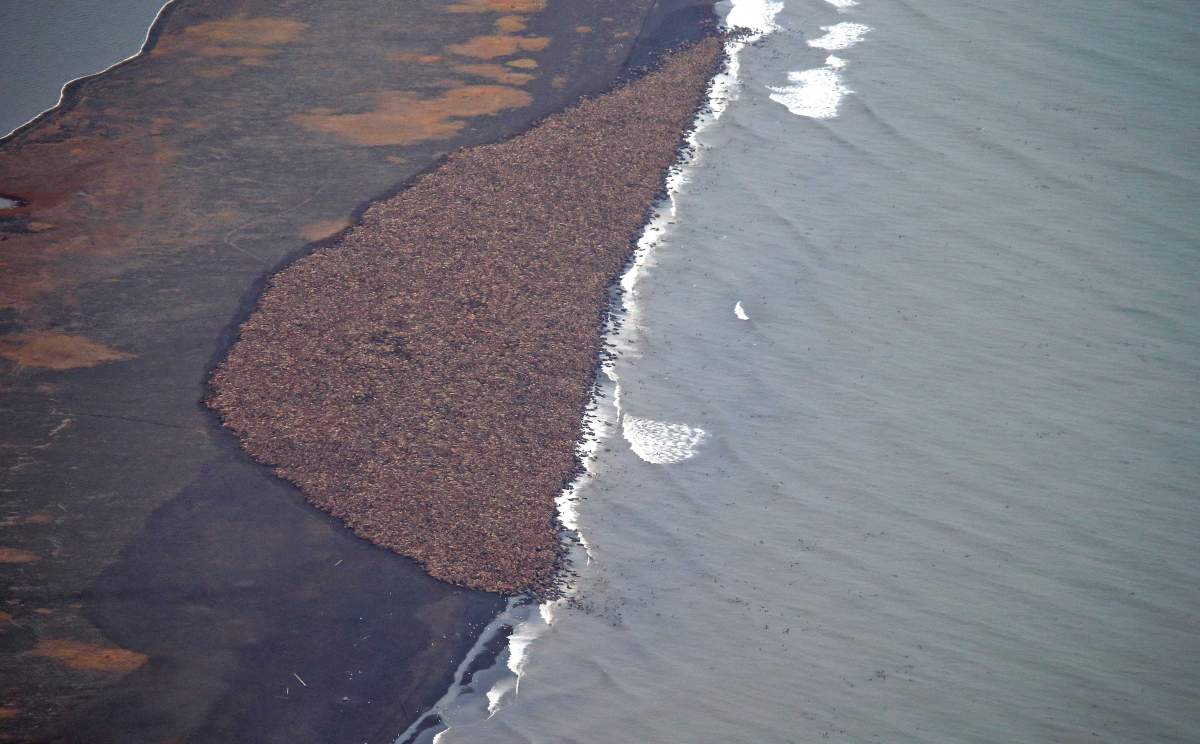 In this aerial photo taken on Sept. 27, 2014, and provided by NOAA, some 35,000 walrus gather on shore near Point Lay, Alaska. Pacific walrus looking for places to rest in the absence of sea ice are coming to shore in record numbers on Alaska’s northwest coast. The National Oceanic and Atmospheric Administration confirms an estimated 35,000 walrus wer photographed Saturday about 700 miles northwest of Anchorage. The enormous gathering was spotted during NOAA’s annual arctic marine mammal aerial survey. (AP Photo/NOAA, Corey Accardo)