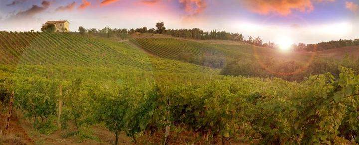Wine Harvest