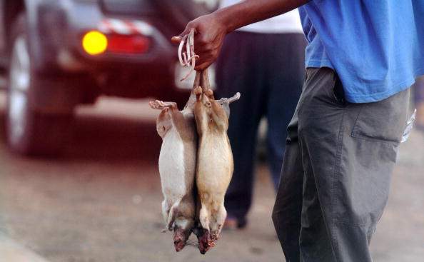 A Ghanian vendor offers his catch known as ''bush meat'' on route between Kumasi and Accra on February 08, 2008 during the Africa Cup of Nations CAN 2008 football championship. 