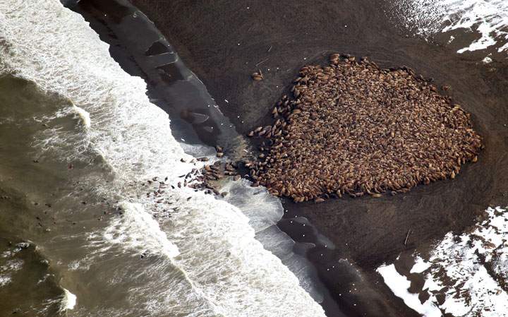 About 35,000 walruses gather on Alaska beach due to lack of sea ice - image