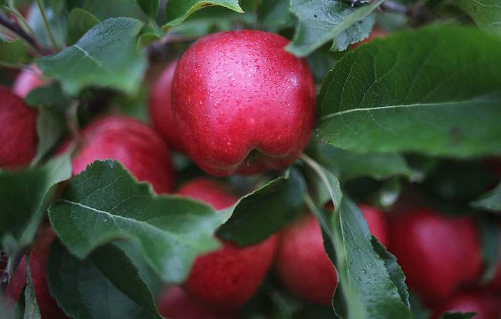 Apples