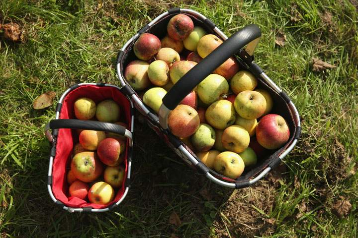 What to cook this week: recipes with broccoli and apples