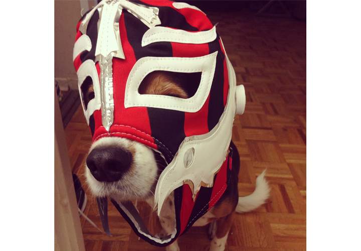 Beckett the Beaglier dressed as a luchador.